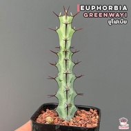ยูโฟเบีย Euphorbia Greenwayi แคคตัส กระบองเพชร cactus&amp;succulent