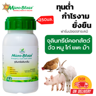 Micro-Blaze ELSC 250 มล. จุลินทรีย์ดับกลิ่นเหม็น คอกสัตว์ วัว หมู ไก่ แพะ ม้า ลดแมลงวัน และป้องกันโร