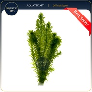 Aquarium Aqua Plants- Egeria Densa Unpotted (1 bunch=8 stem) 水薀草/蜈蚣草