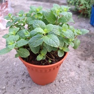 pokok pudina Mint pokok herba pokok hidup