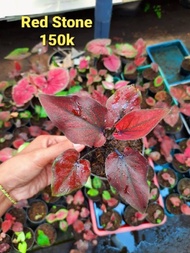 Tanaman Hias Caladium/keladi Hias Bibit Red Stone (caladium/srirejeki)