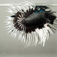 Best Ikan Cupang Serit Crown Tail Warna Bagus Cerah .