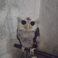 burung hantu bubo sumatranus dewasa