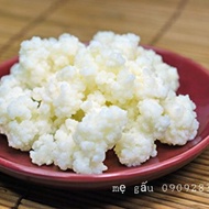combo 10 phần nấm sữa kefir( 10 phần nấm tuyết tây tạng cho khách) men nấm keifr nấm làm sữa chua tự