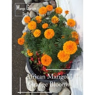 【MY EASY】African Marigold Orange Blooms Flower Seeds - 100 seed *Pot Friendly* Tanam Pasu, Benih Mar