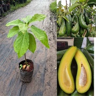 ต้นอโวคาโด A034 เวียดนาม ต้นเสียบยอด40เซน ลูกยาว เนื้อมัน หนึบ กินอร่อย