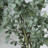 Simulation Money Tree Potted Plant Simulation Eucalyptus Tree Simulation Eucalyptus Potted Plant Mon