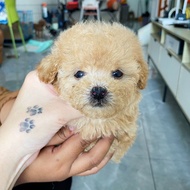 Teacup poodle apricot poodle