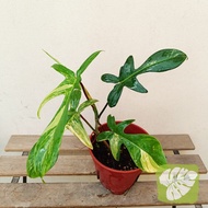 Philodendron Florida Beauty Variegated IOB