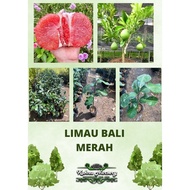 Limau Bali Merah / Pokok Limau / Anak Pokok Hybrid