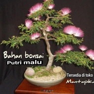 Terpopuler Bahan bonsai putri malu viral/bonggol @omley46