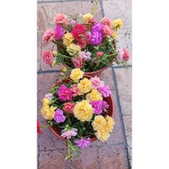 portulaca offer  50 keratan 10 color