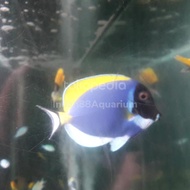 Botana Biru Ikan hias air laut