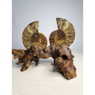 Ammonite Fossil 斑彩螺 (好运螺)