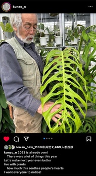 ME 巨洞龜背 竹龜背芋 Monstera Esqueleto 兩林植物懶人 室內植物