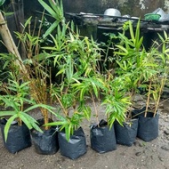 bibit tanaman bambu kuning (pring kuning)