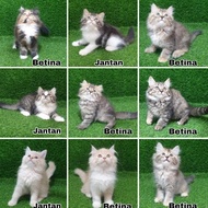 Jual Kitten Persia Anak Kucing Angora Anggora Lucu Flatnose