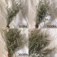 Dried Caspia Divided