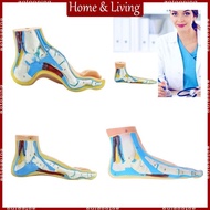 AOTO Normal Foot Anatomy Model Flat Foot Model  Arched Foot Anatomy Model