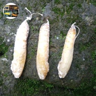 kepompong ulat pisang murah meriah