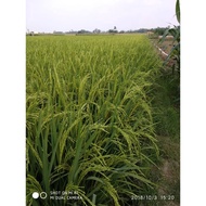 benih padi sertani 13 bibit unggul 1 kg gersbe 5795ey