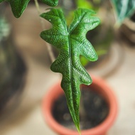 Tanaman Alocasia Jacklyn