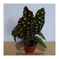 Rose Potted Plant Potted Trout Leaf Flower Plant Cracked Haiwei Green Plant Begonia OCC7