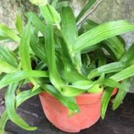 Rumput Siti Khadijah/Beijing Grass