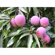 Anak Pokok Mangga Irwin Hybrid
