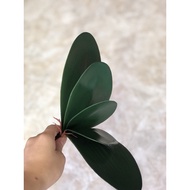 (silk Flowers - fake flowers) Rubber orchid leaves are real