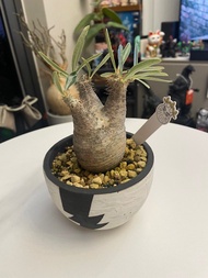 大量塊根植物 象牙宮  巨鳳之卵