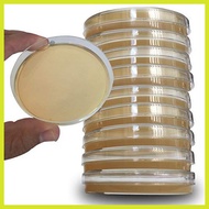 ✗ ❧ ▖ Mueller-Hinton Agar Sterile Media MHA Petri Dish - 5pc Standard Mueller Hinton Agar (MHA)