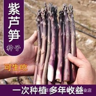 Purple Asparagus Seeds Many Years Generate Purple Asparagus Potted Plant Balcony High Generate Food 