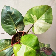 Philodendron White Princess by LS Group