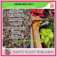 4liter Aroid mix for caladium syngonium monstera Aroid plant orchid mix potting mix  pothos keladi Alocasia philodendron