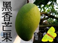 112年完售-大小顆混裝黑香芒果-(非愛文芒果--海頓芒果乾-金煌芒果-玉文芒果-杉林芒果青iphone)