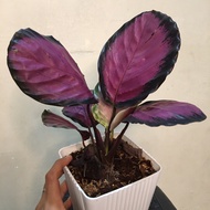 CALATHEA CRIMSON (IMPORTED FROM THAILAND)