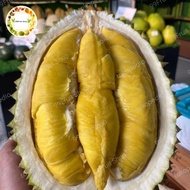Durian musang king super Malaysia utuh / kg