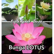 Tanaman lotus bunga bunga lotus tanaman air