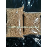 ▲✽1kg cat grass seeds (mix barley oat wheat seeds)