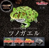 [扭蛋] 生物大圖鑑Ultimate 角蛙