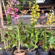 anggrek dendrobium/bunga hias hidup/tanaman anggrek dendrobium+pot