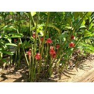 POKOK BUNGA KANTAN/POKOK BUNGA KANTAN UNTUK DITANAM