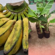 Bibit Pisang Kepok Bibit Pisang Unggulan/,Bibit Anak Pohon Pisang Kepok Bibit Super