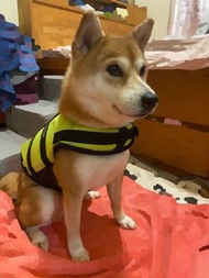狗狗 狗仔 救生衣