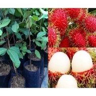 Rambutan Anak Sekolah Hybrid