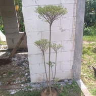 bonsai taman anting putri siap pajang tinggi 1m-1,5 tiga-empt(bulatan)