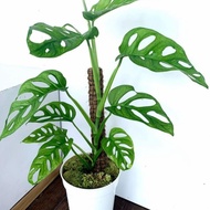 [SEED ] tanaman hias monstera janda bolong acuminata asli + pot putih