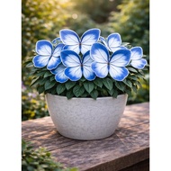 5 Biji Benih Rare Keladi Azure Dream Caladium Begonia Seed - 5 Seed