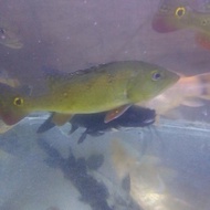 pbass kelberi bahia